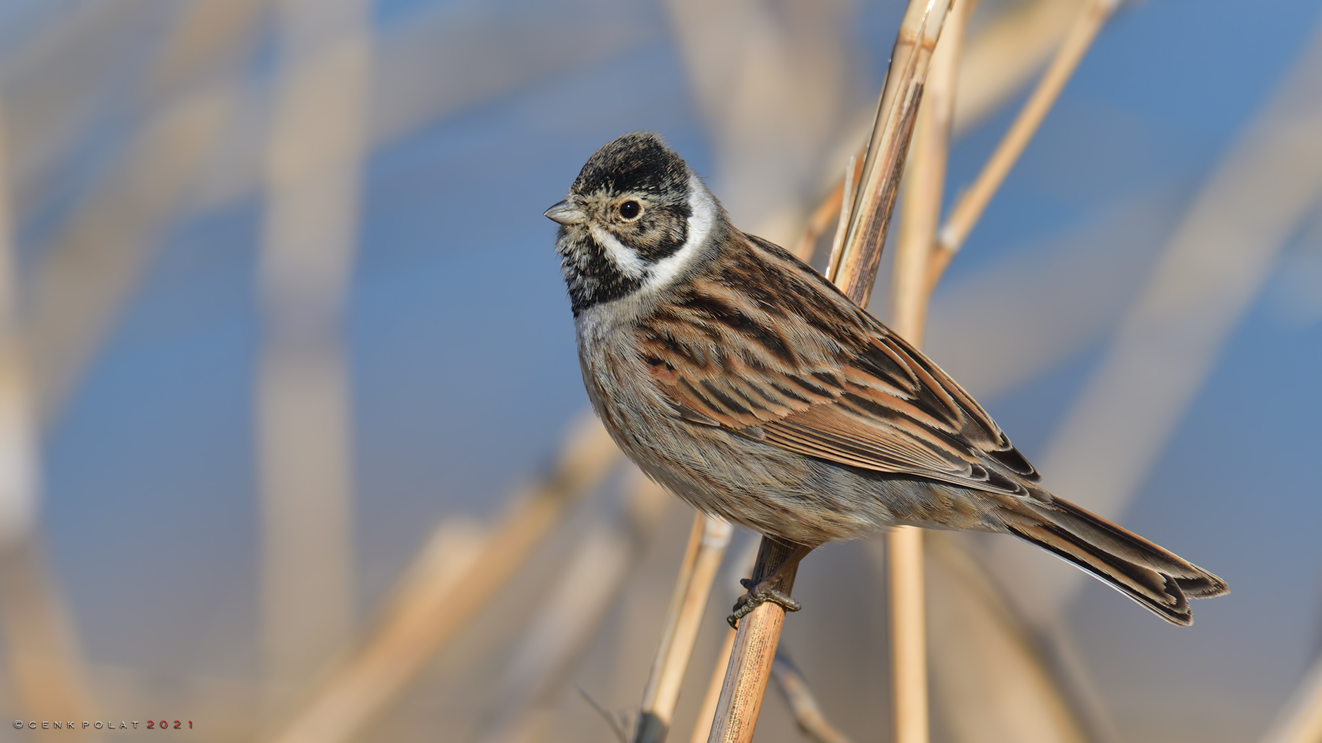 Reed Bunting — Ana fotoğraf